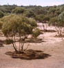 075-Aus-bare-ground.