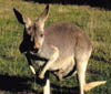 077-Aus-kangaroo.