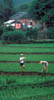 078B-Malay-rice.