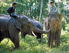 082-Malay-elephants.