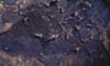 091-Mex-batroost-01.