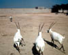 098-Q-oryx.