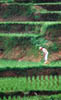 102-Taiwan-rice-terraces.