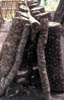 106A-Tai-mushroomlogs.