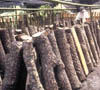 106B-Tai-mushroomlogs2.
