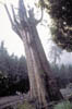 108-Taiwan-giant-tree.