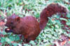 109-Taiwan-red-squirrel.