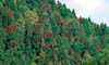 110A-Taiwan-deadtrees.