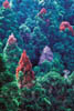 110B-Taiwan-dead-treetops.