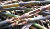 121-Barb-cane-damag.