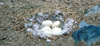 141b-China-BHGE-nest.
