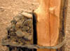 144Ax-Gobi-poles2.