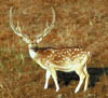 153-Ind-deer1b.