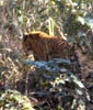 155-Ind-tiger.