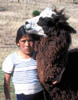 162b-Peru-alpaca2.