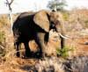 170-SAfrica-Krueger-eleph.