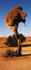 172B-SA-weaver-tree.