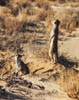 173-SA-meerkats2.