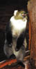 182-Kenya-sykes-monkey.
