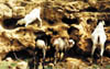 186-Kenya-goat-caves.