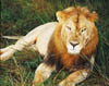 187B-Afr-lion,male.