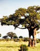 193A-TarangireNP-damage1.