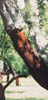 195A-Portugal-corktree1.