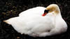 199-Eng-swan.