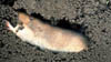 202-UCD-pgopher.