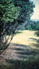 211-firebush1.