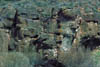 224A-rat-urinite.