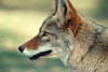231-coyote+cnt.
