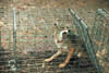 233-coyote-caged.