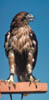 235-redtail-perch.
