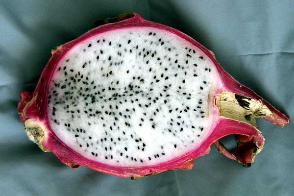 Click here to return to the dragon fruit page.