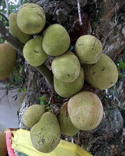 Click here to return to the jack fruit page.