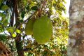 Jackfruit tree photo.