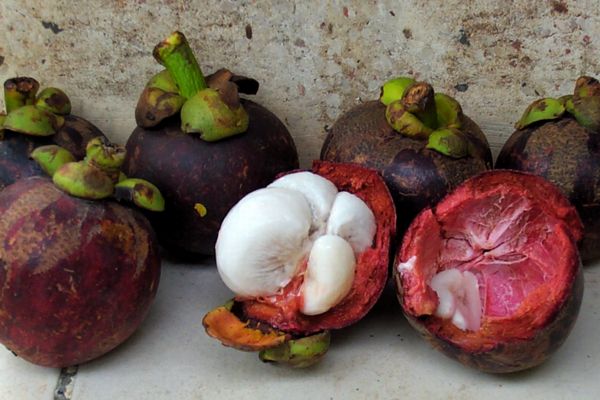 Click here to return to the mangosteen page.