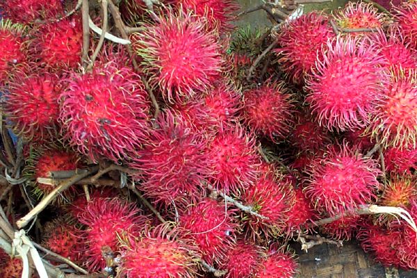 Click here to return to the rambutan page.