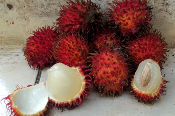 Click here to return to the rambutan page.